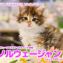 【 ノルウェージャンフォレストキャット 】超絶キュートなスペシャルキャット登場！