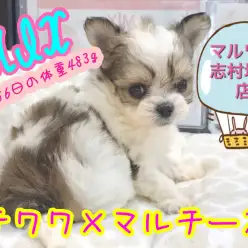 【 タヌキ顔MIX 】癒し度MAX！！生後56日の体重483gのプリンセス登場！！