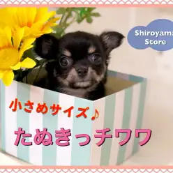 【 小さめチワワ 】可愛さウルトラ級!マズルの短いたぬきっチワワ!