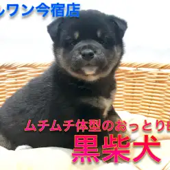 【 黒柴 】ムチムチボディーが魅力の麻呂眉ベイビー！