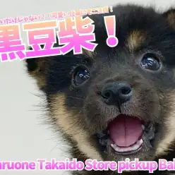 【黒豆柴】小さいだけじゃない？！可愛い仕草にもご注目！