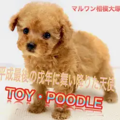【 トイ・プードル 】神奈川No.1の美貌！2018年のラストアイドルはタイニーサイズのこの子で決まり!