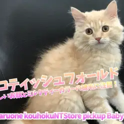 【 スコティッシュフォールド 】優しいお顔とミルクティーカラーの被毛に注目！