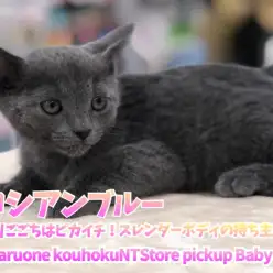 【 ロシアンブルー 】触りごごちはピカイチ！スレンダーボディの持ち主！