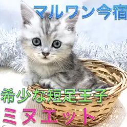 【ミヌエット】超希少！神奈川NO1短足のハイブリット猫種の爆速レビュー！