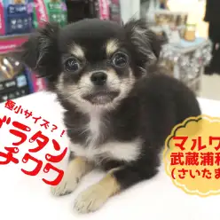 【ブラタンチワワ】生後90日で733g!!マイクロサイズも夢じゃない?!