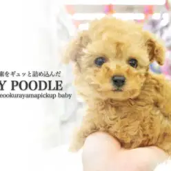 【トイ・プードル】人気要素をギュッと詰め込んだ究極baby