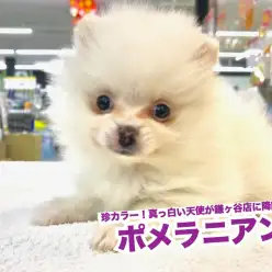 【 ポメラニアン 】珍カラー！真っ白い天使が鎌ヶ谷店に降臨！！
