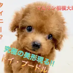 【トイ・プードル】将来はティーカップorタイニー！表情豊かな写真が満載！