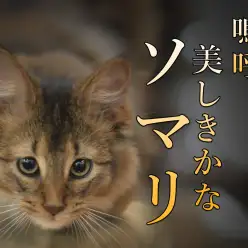 【 美・ソマリ 】必見!異次元の美しさを持つソマリ