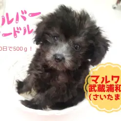 【 シルバープードル 】生後60日で504g!シルバーカラーのタイニープードル!!