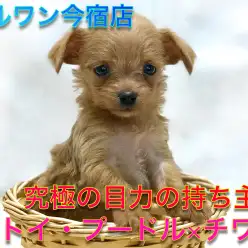 【トイ・プードル×チワワ】生後53日で522gの手のひらサイズ！大きなタレ目の癒し系オンリーワンコ！