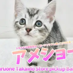 【 アメリカンショートヘア 】トキメキ注意報発令！甘いルックスと懐っこさは必見！