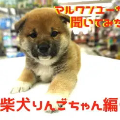 【 大倉山店ユーザーインタビュー 】初めての柴犬との生活を始めたマルワンユーザーに聞いてみた!!