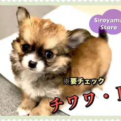 【 たぬきっチワワ 】※要チェック!チワワなのにタヌキっぽい!?激かわチワワちゃんを超速レビュー