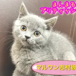 【 ブリティッシュショートヘア 】  2019年 福を招くプレミアムキャット！！