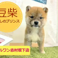 【 豆柴 】成犬になっても子犬のような大きさ!?両親の体重は極小の3.5kg!