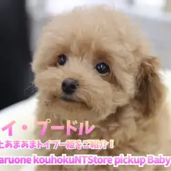 【 トイ・プードル 】極上あまあまトイプー姫をご紹介！