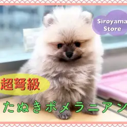 【 超タヌキ顔 ポメラニアン 】城山史上最高クラス！マズルドンぺちゃの激カワタヌキポメ♪