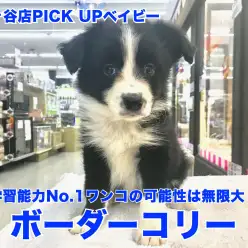 【 ボーダーコリー 】学習能力No.1ワンコの可能性は無限大！