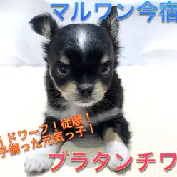 【 チワワ 】童顔！ドワーフ！従順！三拍子揃った元気っ子！