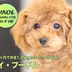 【 トイ・プードル 】生後5ヶ月で体重1.35kgのタイニーサイズ!