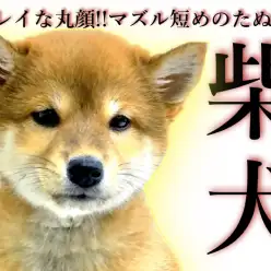 【 柴犬 】キレイな丸顔!!マズル短めのたぬき系ニコニコ赤柴ちゃん!