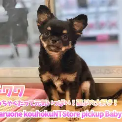 【 チワワ 】ちっちゃくたって元気いっぱい!遊ぶの大好き!