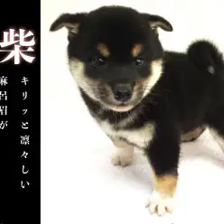 【 黒柴犬 】キリッと凛々しい麻呂眉がチャームポイント!!可愛い被り物にも大注目!!