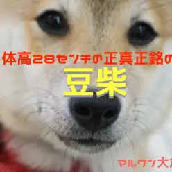 【 豆柴 】体高28センチの正真正銘の豆柴!!トレーニング内容にも大注目!!