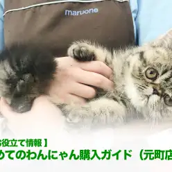 【 お役立て情報 】初めてのわんにゃん購入ガイド（元町店編）