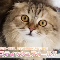 【 スコティッシュ・フォールド 】のんびり姿・遊ぶ姿、見どころ満載のにゃんこ登場！