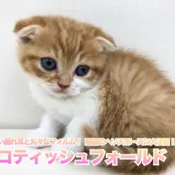 【 スコティシュ・フォールド 】  可愛い垂れ耳と丸々なフォルム！  魅惑のヘソ天ポーズに大注目！！
