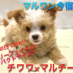 【 チワワ×マルチーズ 】生後80日で859g！白い靴下を履いたミルクティーボディの癒し系最強MIX！