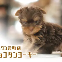 【 仰天!チョコタンヨーキー 】20年に一度の逸材!ウルトラ級のバレンタインカラーヨーキー!