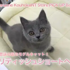 【 ブリティッシュショートヘア 】不思議の国のブリちゃん！