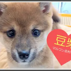 【 豆柴 】ミニマムサイズのプレミアム豆柴が志村坂下店にやってきた！！