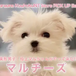 【 マルチーズ 】超美形男子！極上マルちゃんがやって来た!!
