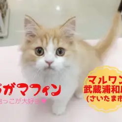 【 ラガマフィン 】長毛がふわふわ可愛い！抱っこしたいならこのニャンコに決まり！