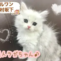 【 ラガマフィン 】 美しいシルバーは癒しの天使カラー！ 人気急上昇中のぬいぐるみキャット！！