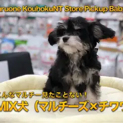 【 MIX犬 】こんなマルチー見たことない！