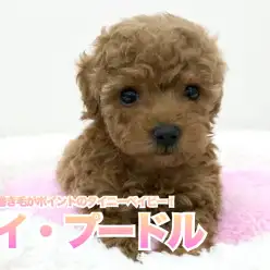 【 トイ・プードル 】極上の巻き毛がポイントのタイニーベイビー！