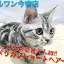 【 アメリカンショートヘア 】抱っこ大好き甘えんBOYのお部屋に潜入！超貴重画像あります！