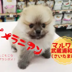 【 ポメラニアン 】最も流行りのアザラシ顔！毛量は爆毛マシマシ！