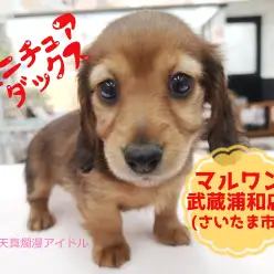 【 ミニチュア・ダックスフント 】垂れ目な短足レディ！パパはカニンヘンの小さめサイズ