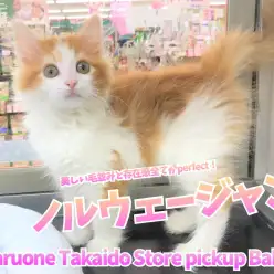 【 ノルウェージャンフォレストキャット 】美しい毛並みと存在感全てがperfect！大人気モフモフにゃんこ！