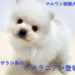 【 アザラシ系ポメラニアン 】抜群の毛量はわたあめ級！キメ顔が得意なホワイト系ポメ！