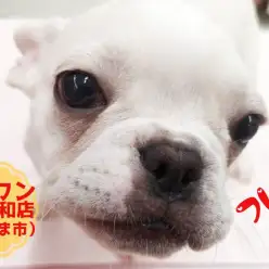 【 フレンチブルドッグ 】至高のぺちゃかわ！愛されフェイス！！
