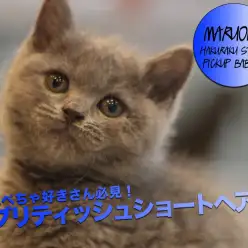 【 ブリティッシュショートヘア 】鼻ぺちゃ好きさん必見！一番人気カラー＆超甘え上手の男の子が登場！