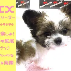 【 MIX犬 】ハイレベルな社交性を発揮!!病院でも尻尾ブンブンなごきげんさん!